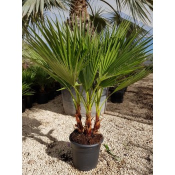 Washingtonia robusta multi troncos 10 lt -5*/-8*